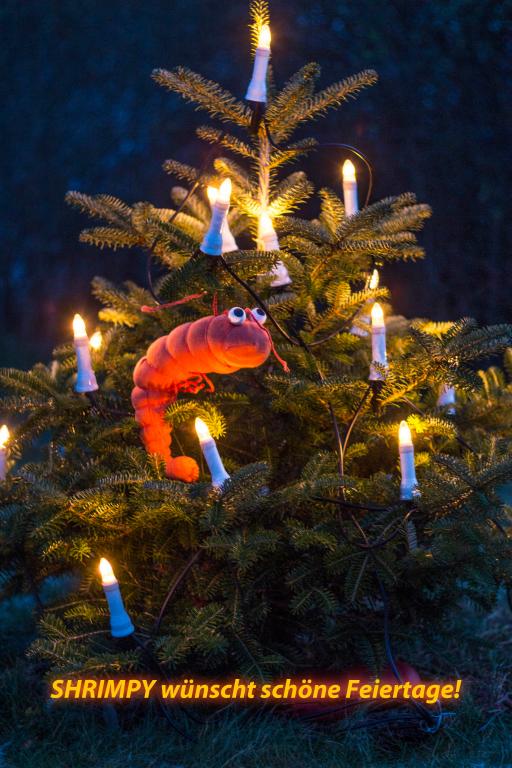 shrimpy christmas.jpg